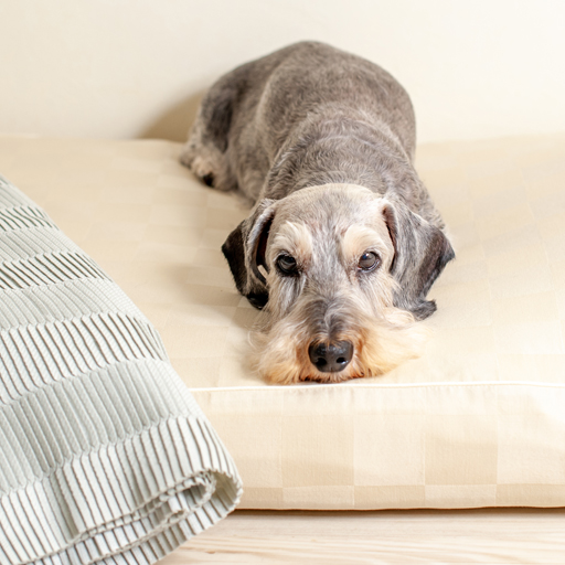 犬用ベッド選びは「厚み」に注目しよう！