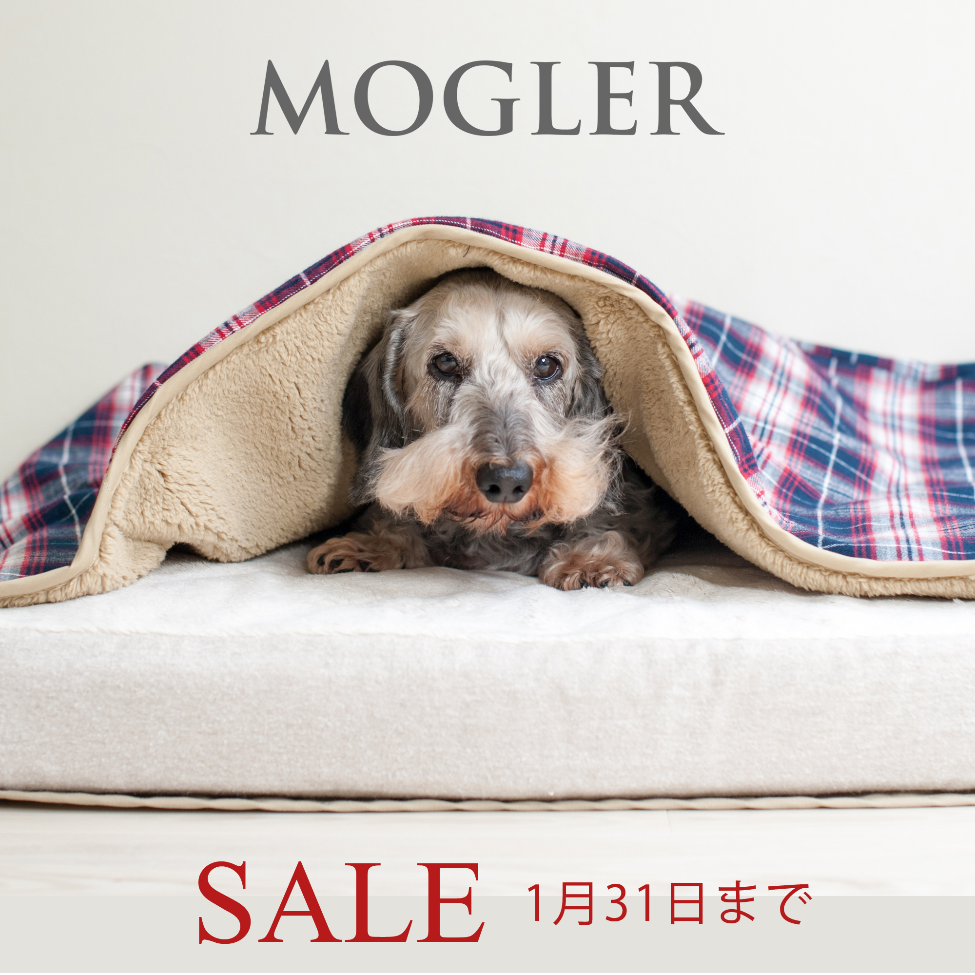 sale-mogler