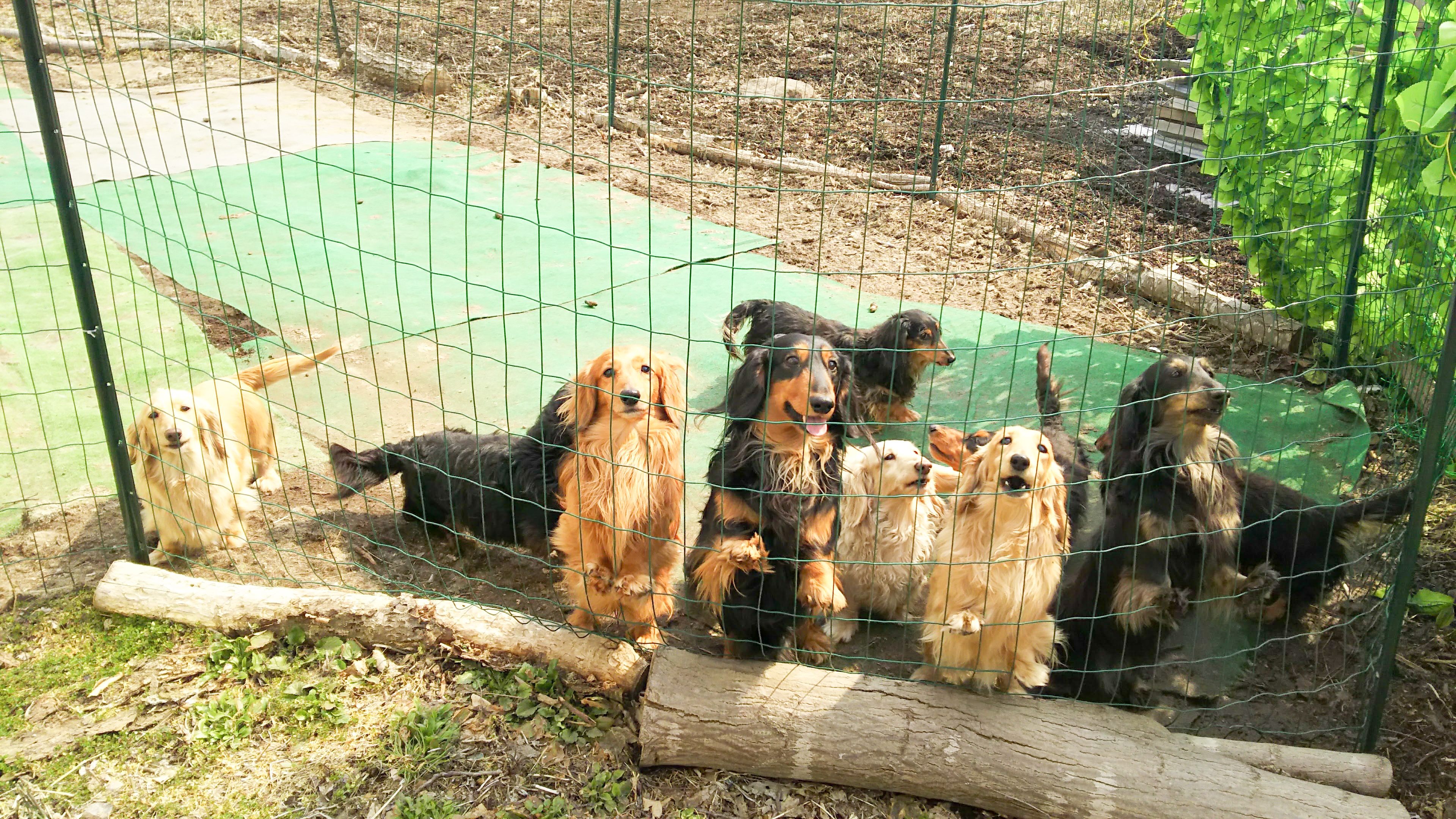 Fanimalプロフ