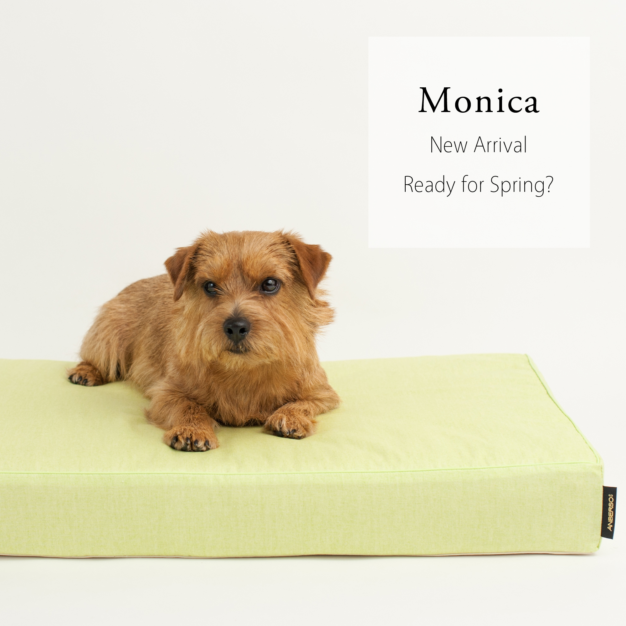 monica-1
