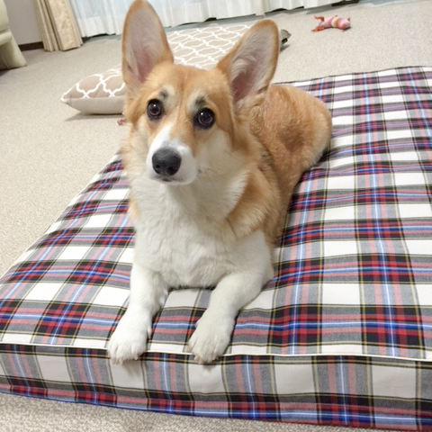 haru-chan