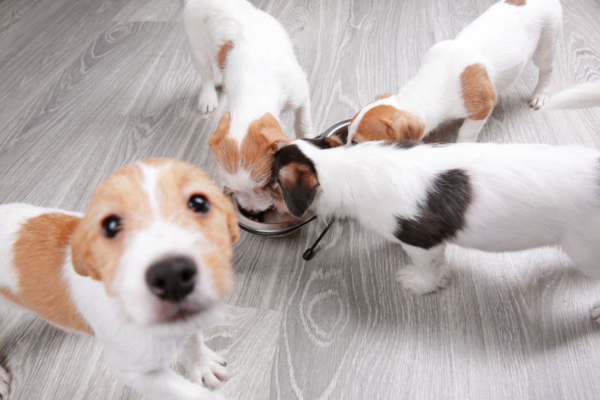 Cute funny dogs eating dry food at home