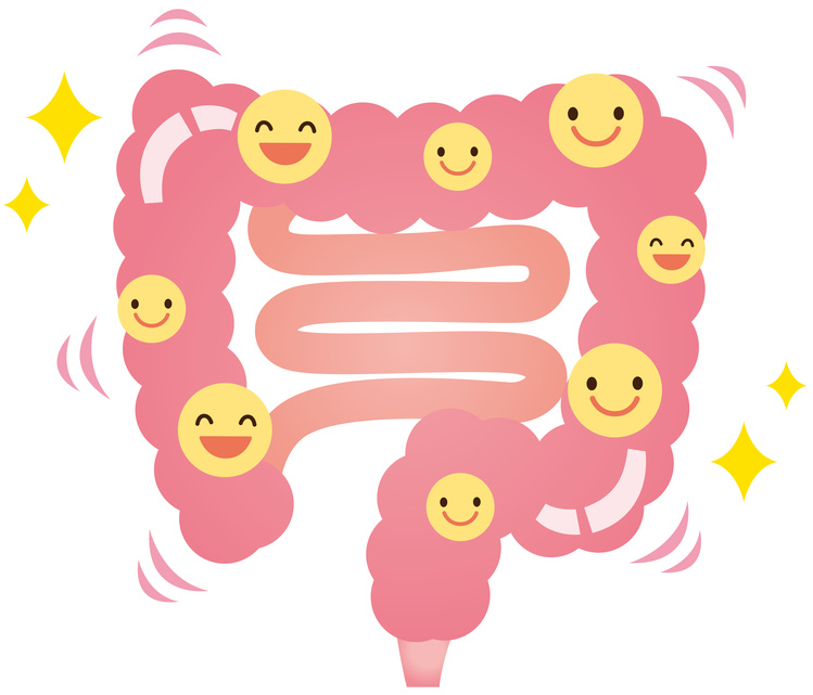 腸　善玉菌　乳酸菌　健康