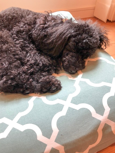 Daisy-1