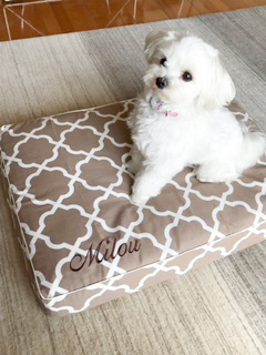 Milou-1