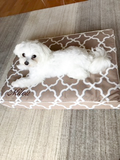 Milou-3