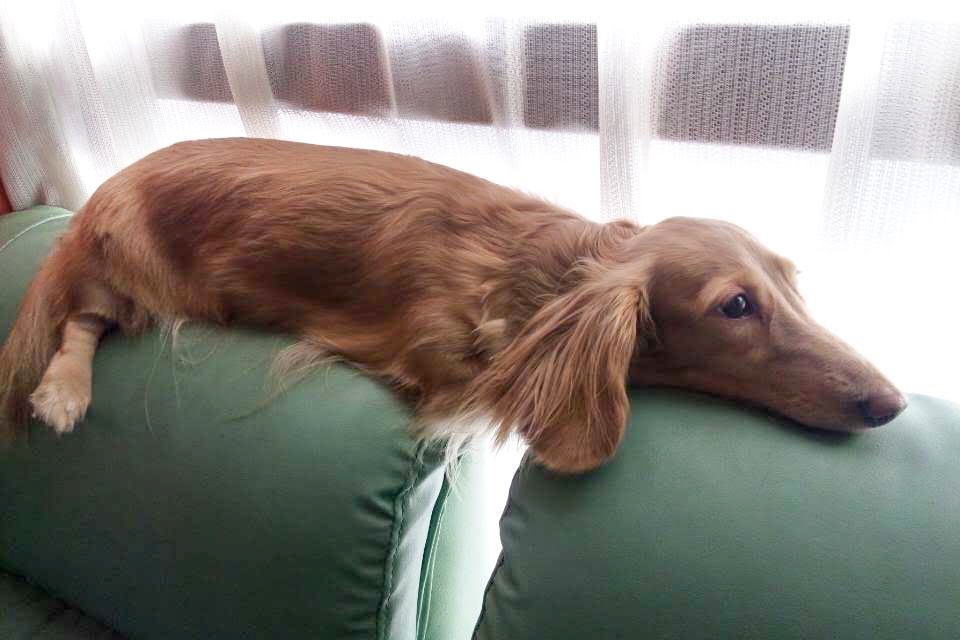 doghealth-08062018-2