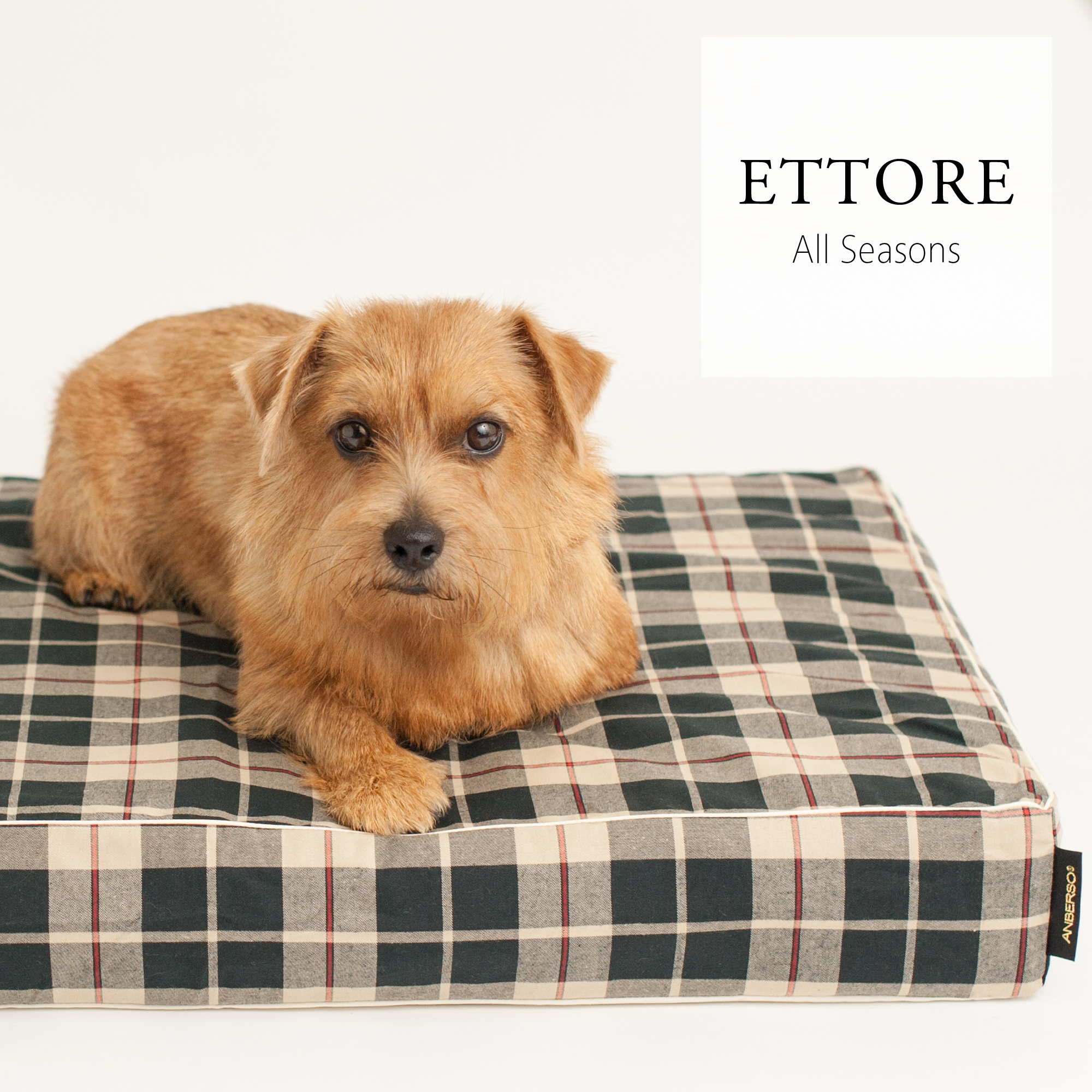 Ettore-sq2