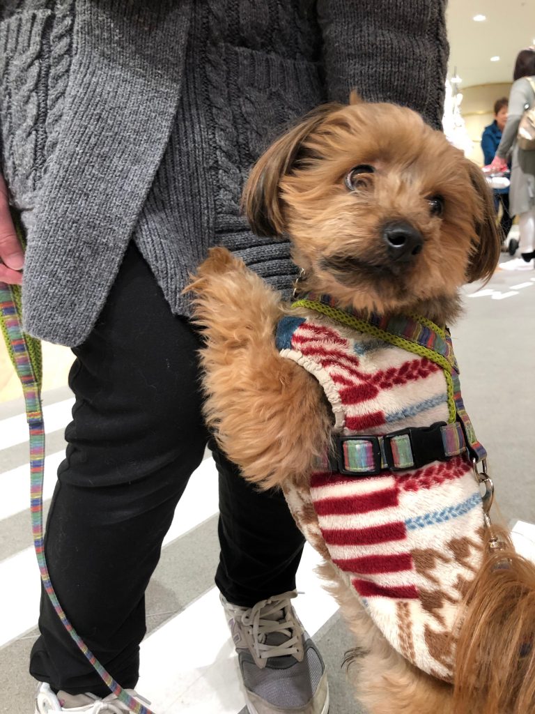 犬のベッド｜アンベルソ at 阪急ハロードッグ