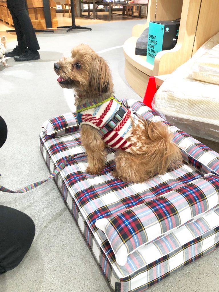 犬のベッド｜アンベルソ at 阪急ハロードッグ