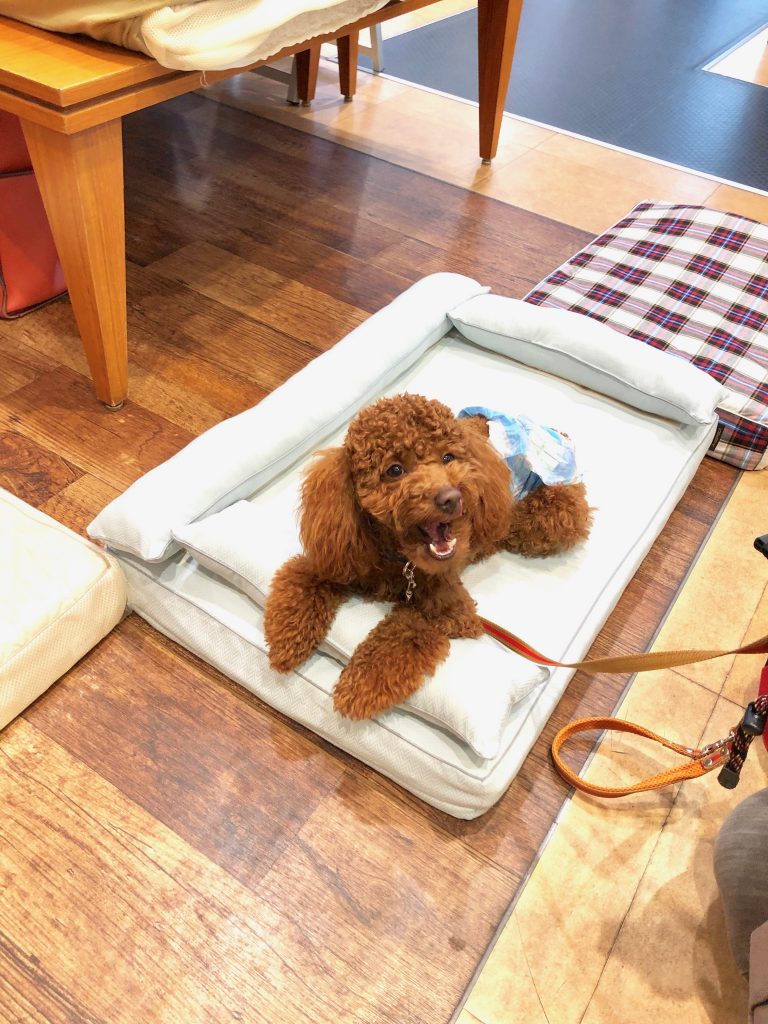 犬のベッド｜アンベルソ at 阪急ハロードッグ