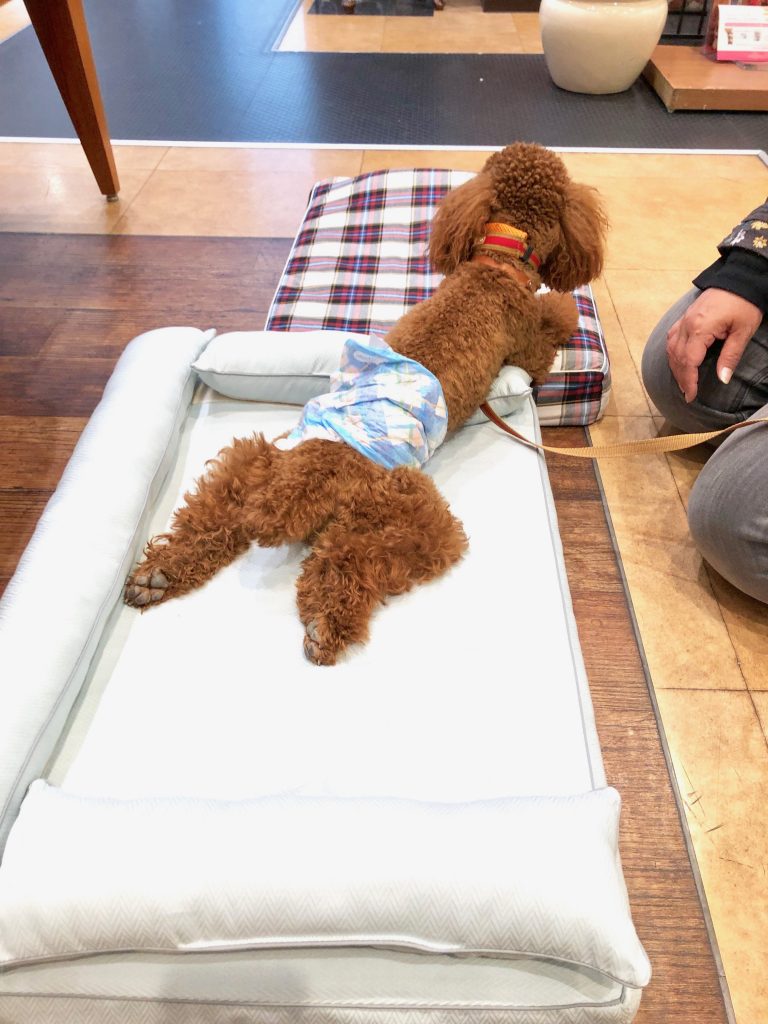 犬のベッド｜アンベルソ at 阪急ハロードッグ