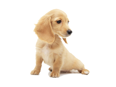 アンベルソ｜仔犬