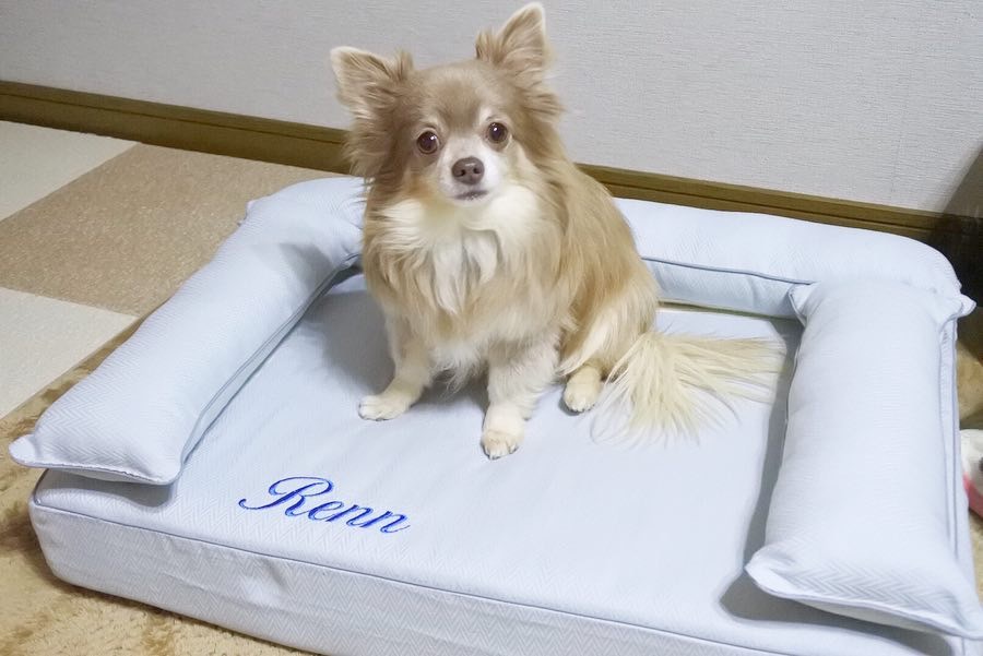 犬のベッド｜アンベルソ公式ブログ