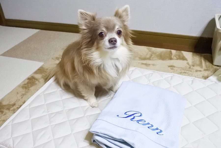 犬のベッド｜アンベルソ公式ブログ
