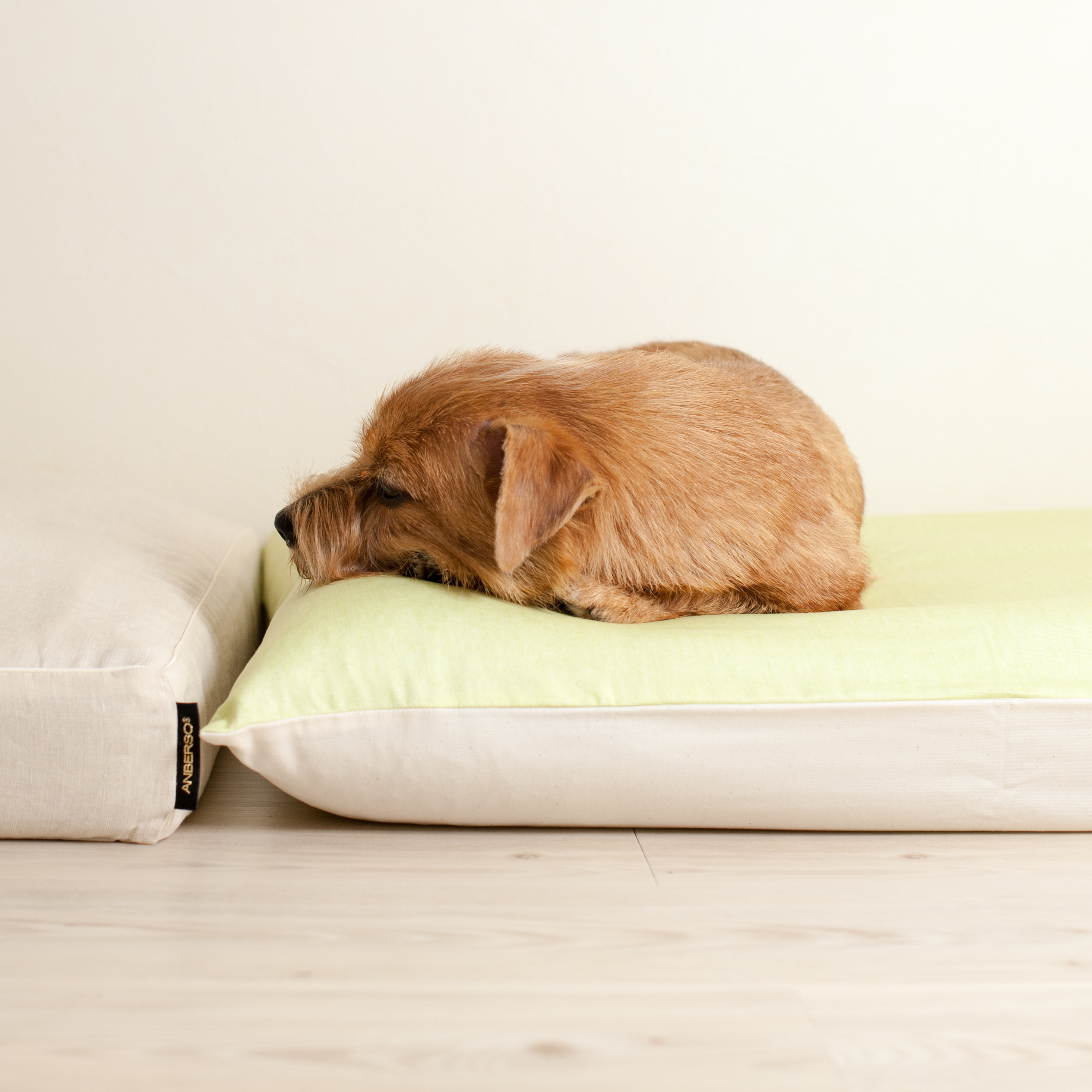 胃腸炎について　犬の洗える日本製ベッド：ロイヤルベッド - アンベルソ