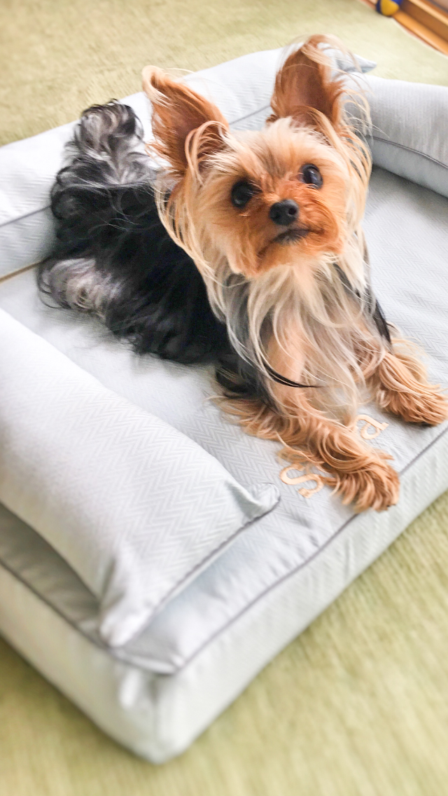 ヨークシャーテリアのそらちゃん1歳　犬の洗える日本製ベッド：ロイヤルベッド - アンベルソ