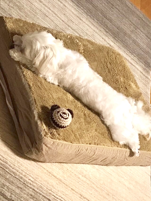 マルチーズのミルゥちゃん　犬の洗える日本製ベッド：ロイヤルベッド - アンベルソ