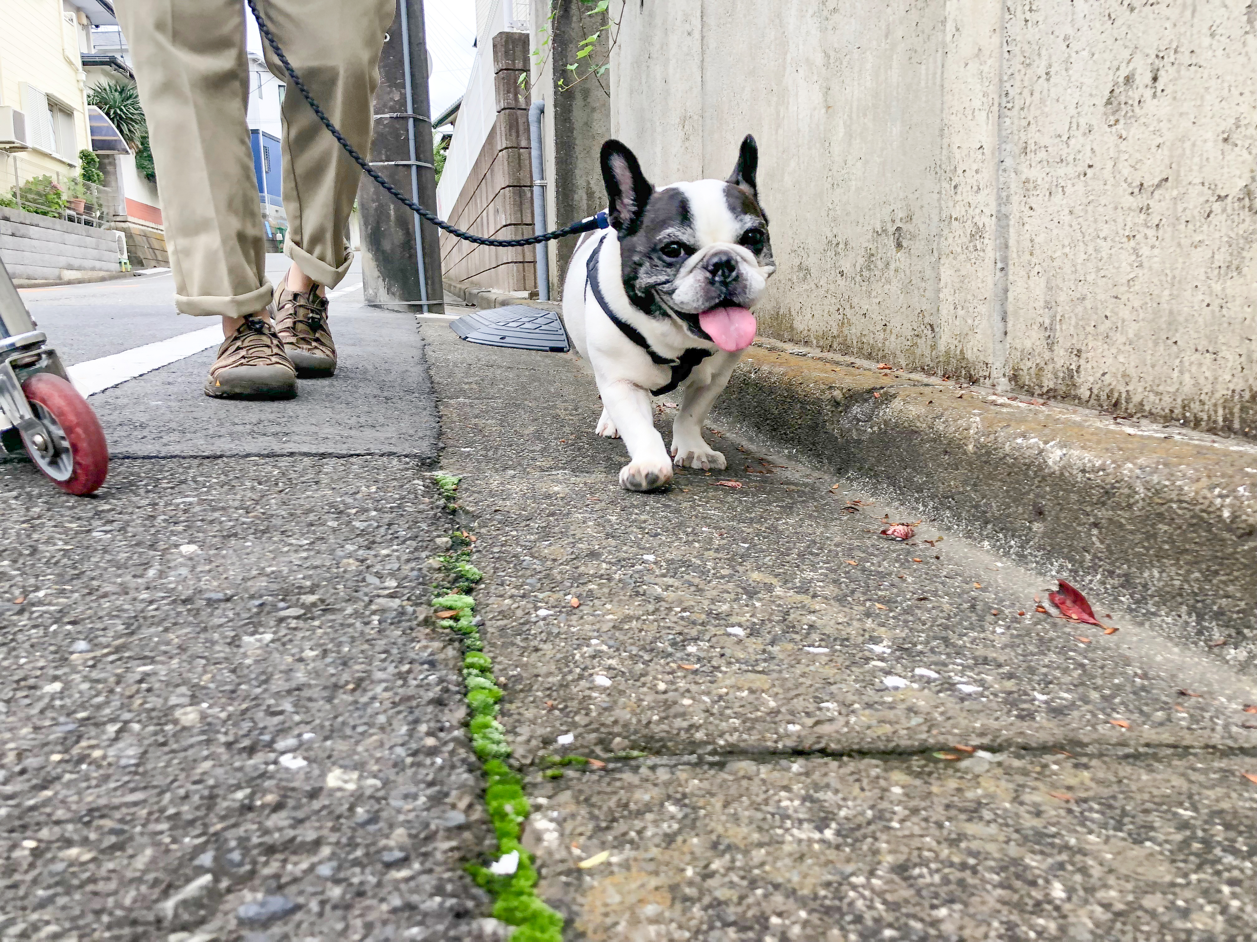 シニア期のお散歩の仕方について　犬の洗える日本製ベッド：ロイヤルベッド - アンベルソ
