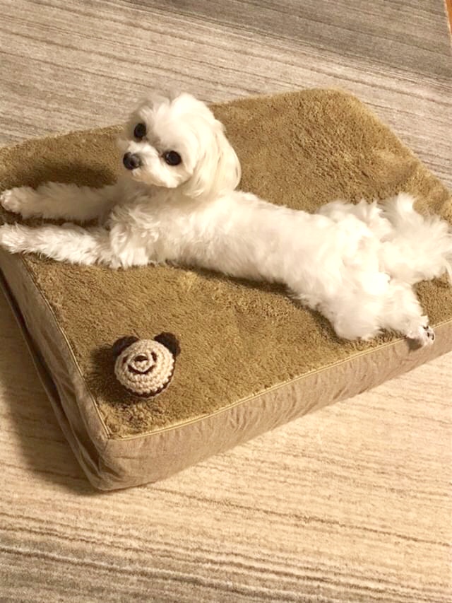 マルチーズのミルゥちゃん　犬の洗える日本製ベッド：ロイヤルベッド - アンベルソ