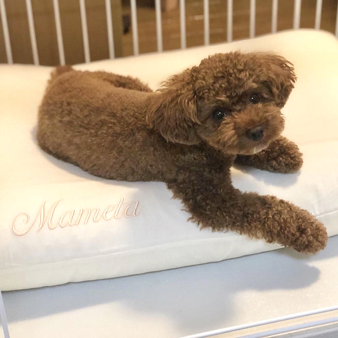 トイプードルの豆大くん2歳