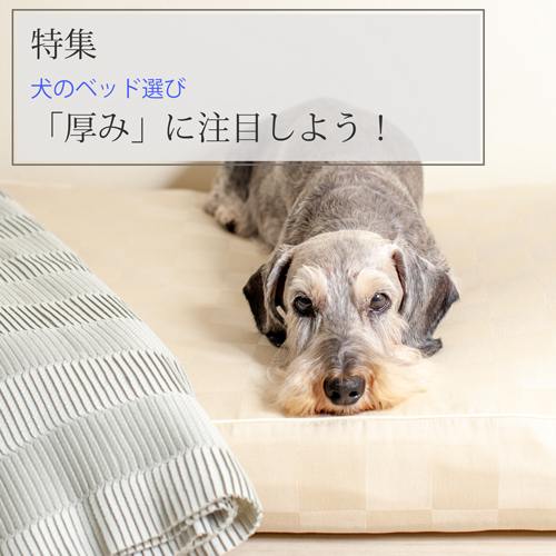 特集：犬用ベッド選びは「厚み」に注目しよう！