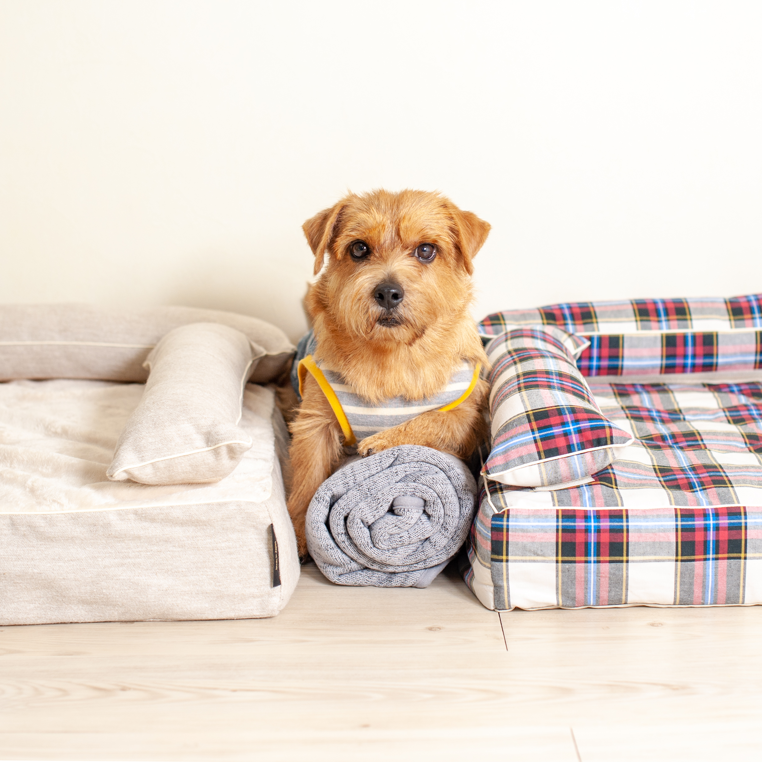 ノーフォークテリア　犬の洗える日本製ベッド：プレミアムベッド - アンベルソ
