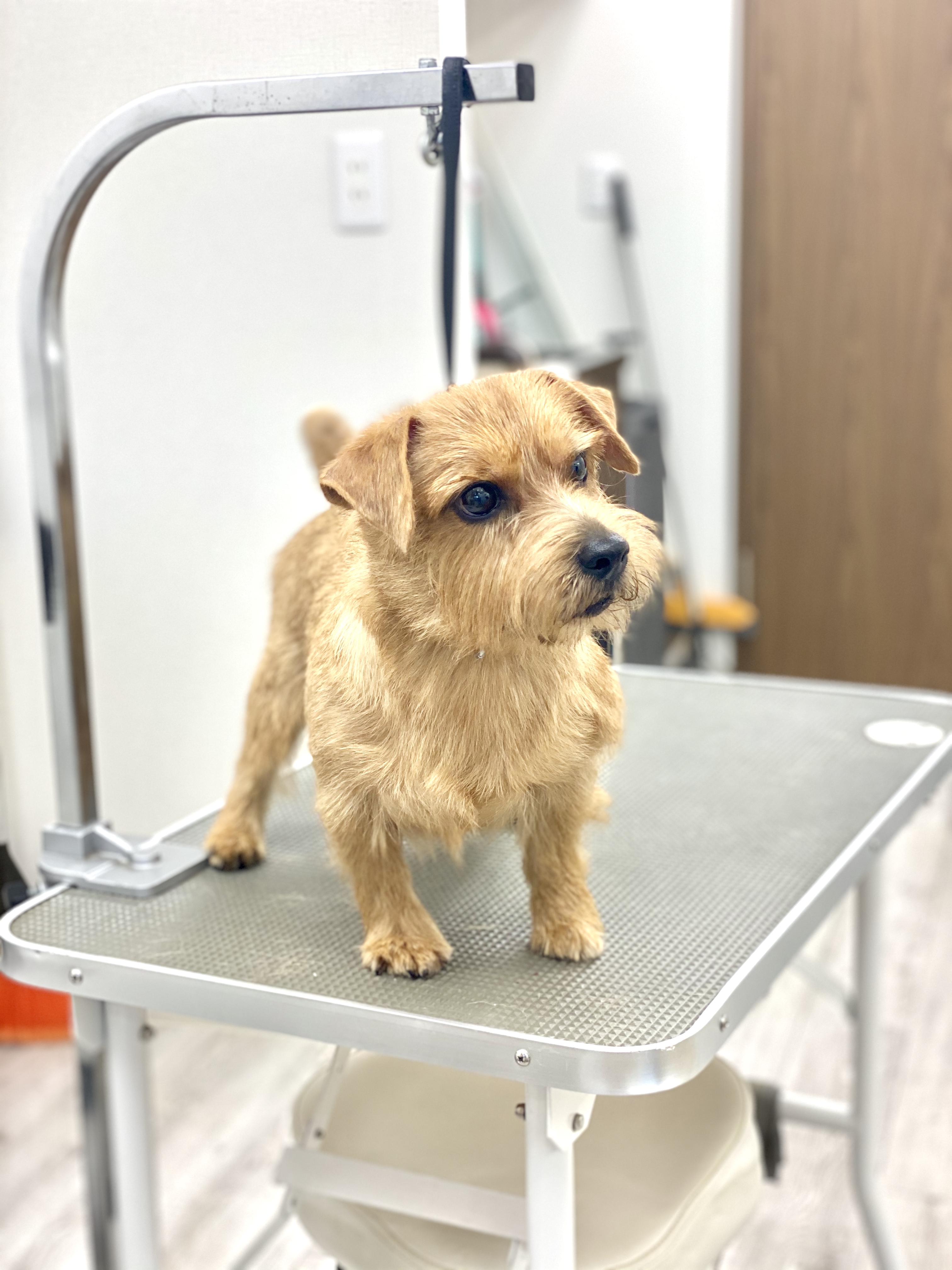 看板犬たちのお手入れ　犬の洗える日本製ベッド：ロイヤルベッド - アンベルソ