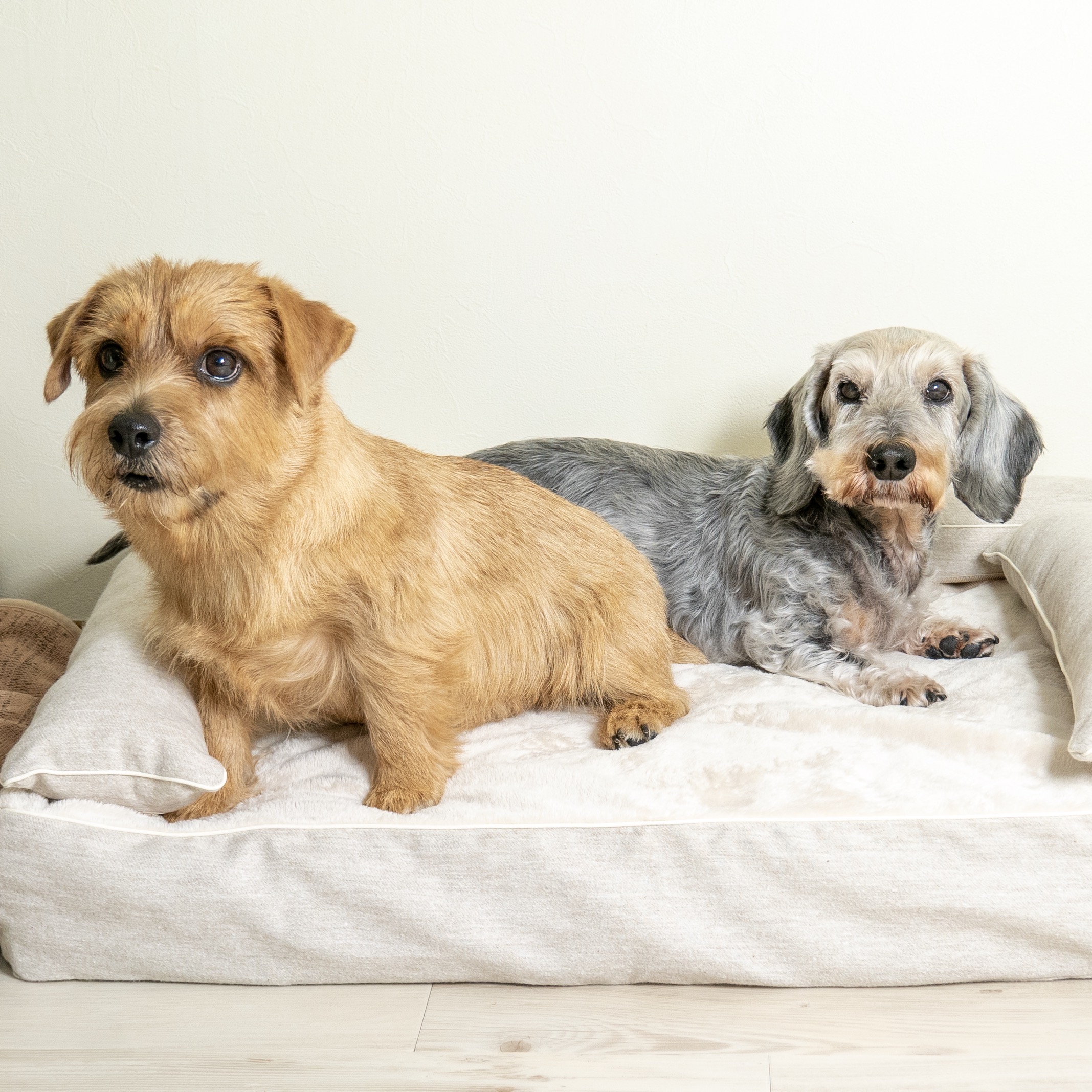 ベッドカバー「アリス」　犬の洗える日本製ベッド：ロイヤルベッド - アンベルソ