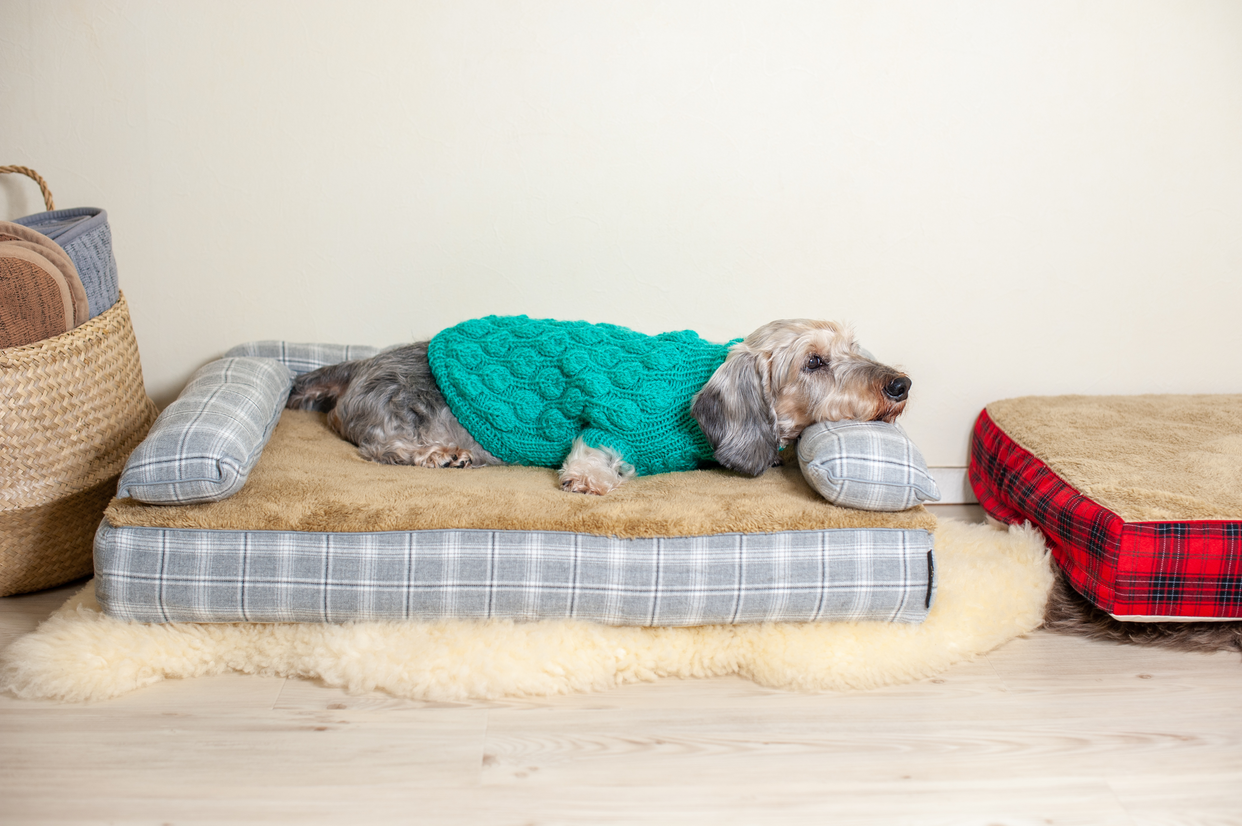 ダックス　犬の洗える日本製ベッド：ロイヤルベッド - アンベルソ