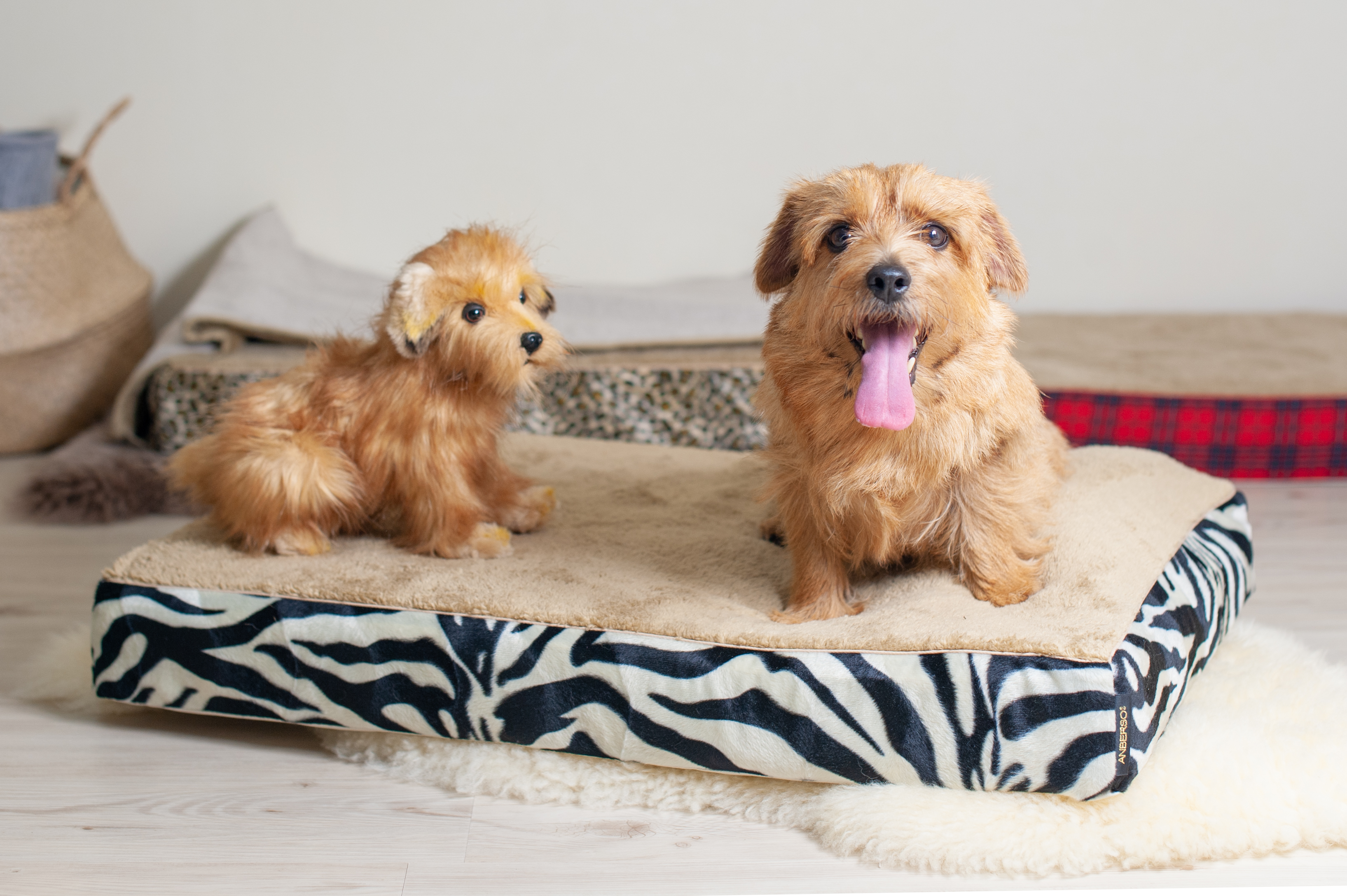 ベッドカバー「アラン（ゼブラ）」　犬の洗える日本製ベッド：ロイヤルベッド - アンベルソ