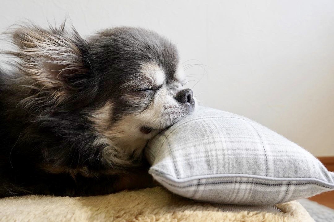チワワのラズくん13歳　犬の洗える日本製ベッド：ロイヤルベッド - アンベルソ