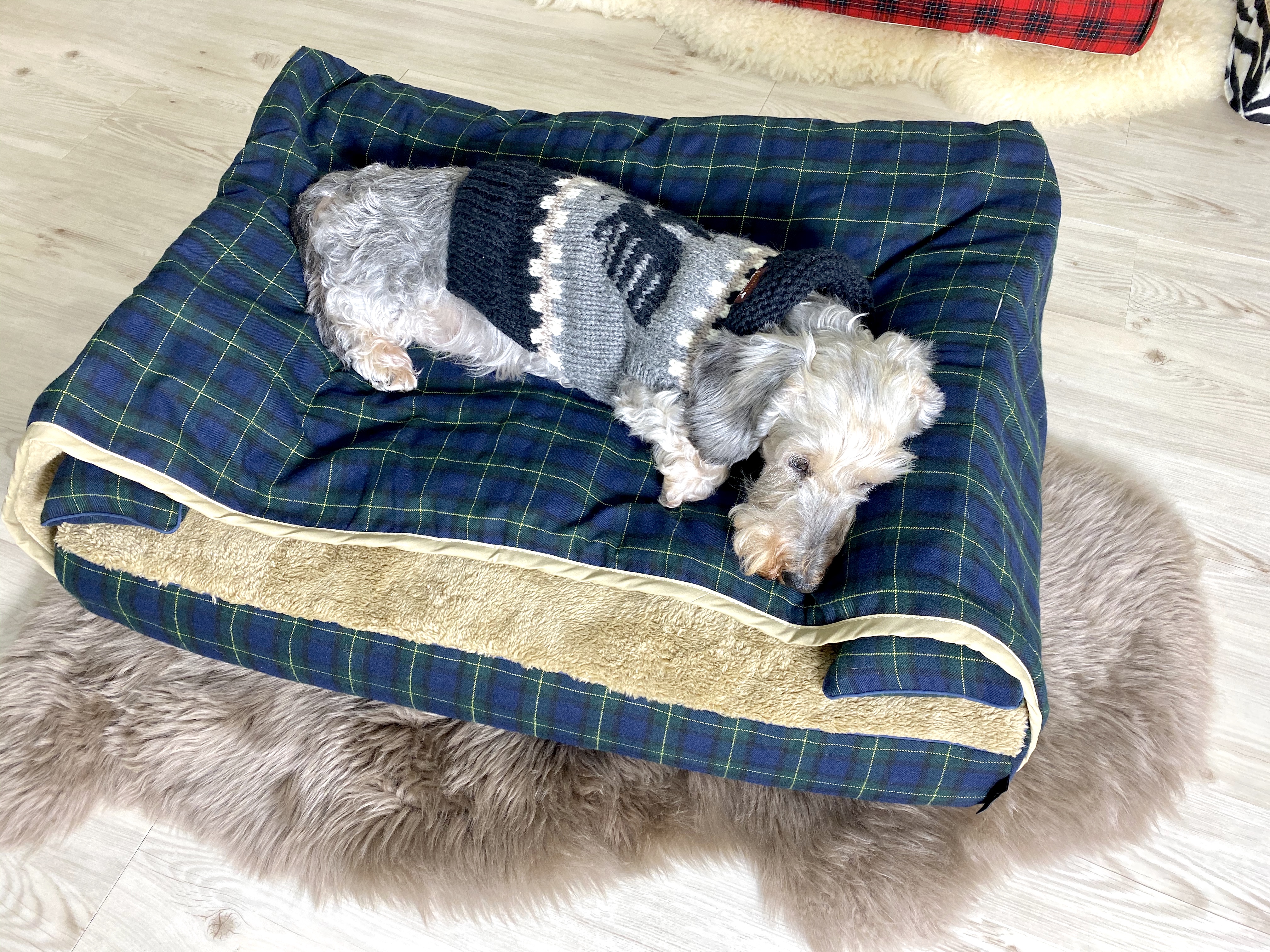 ダックス　犬の洗える日本製ベッド：ロイヤルベッド - アンベルソ