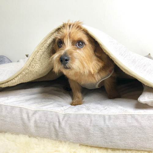 モグラー　犬の洗える日本製ベッド：ロイヤルベッド - アンベルソ