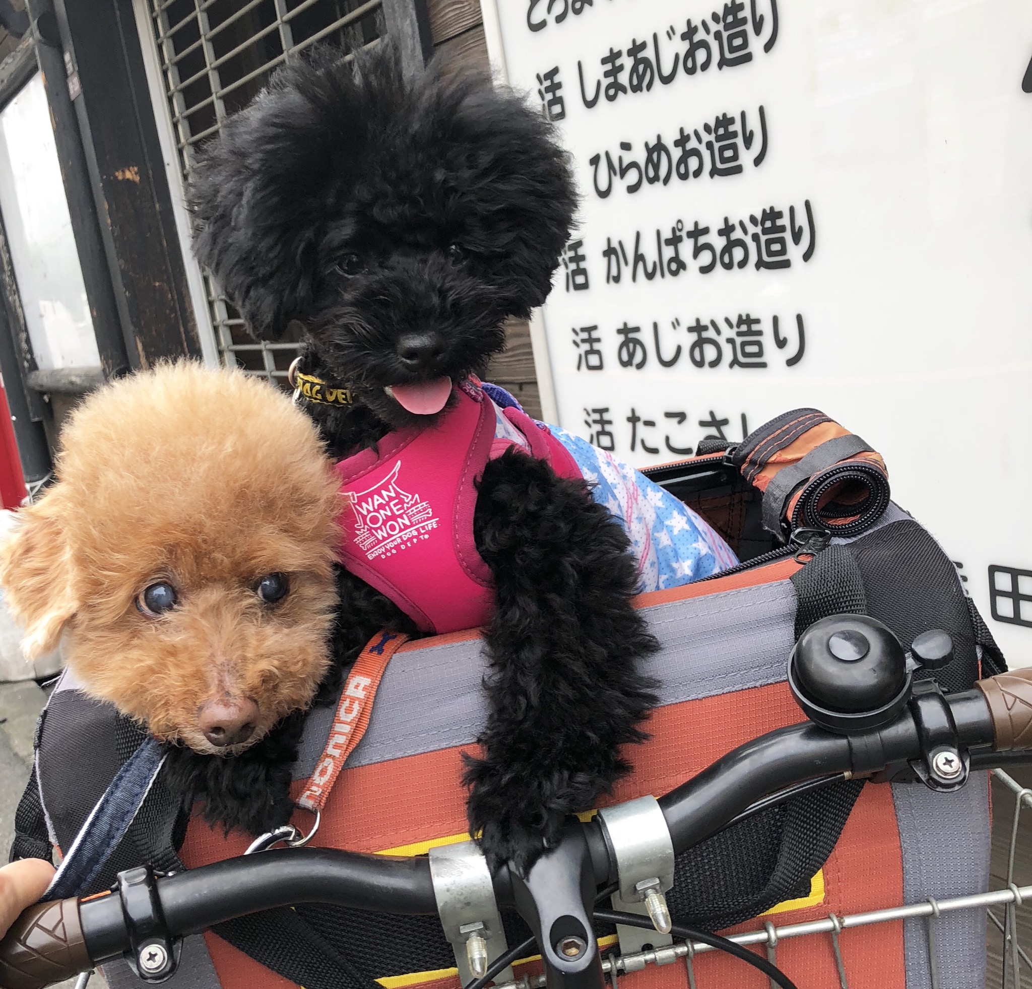 膝蓋骨脱臼（パテラ）について
