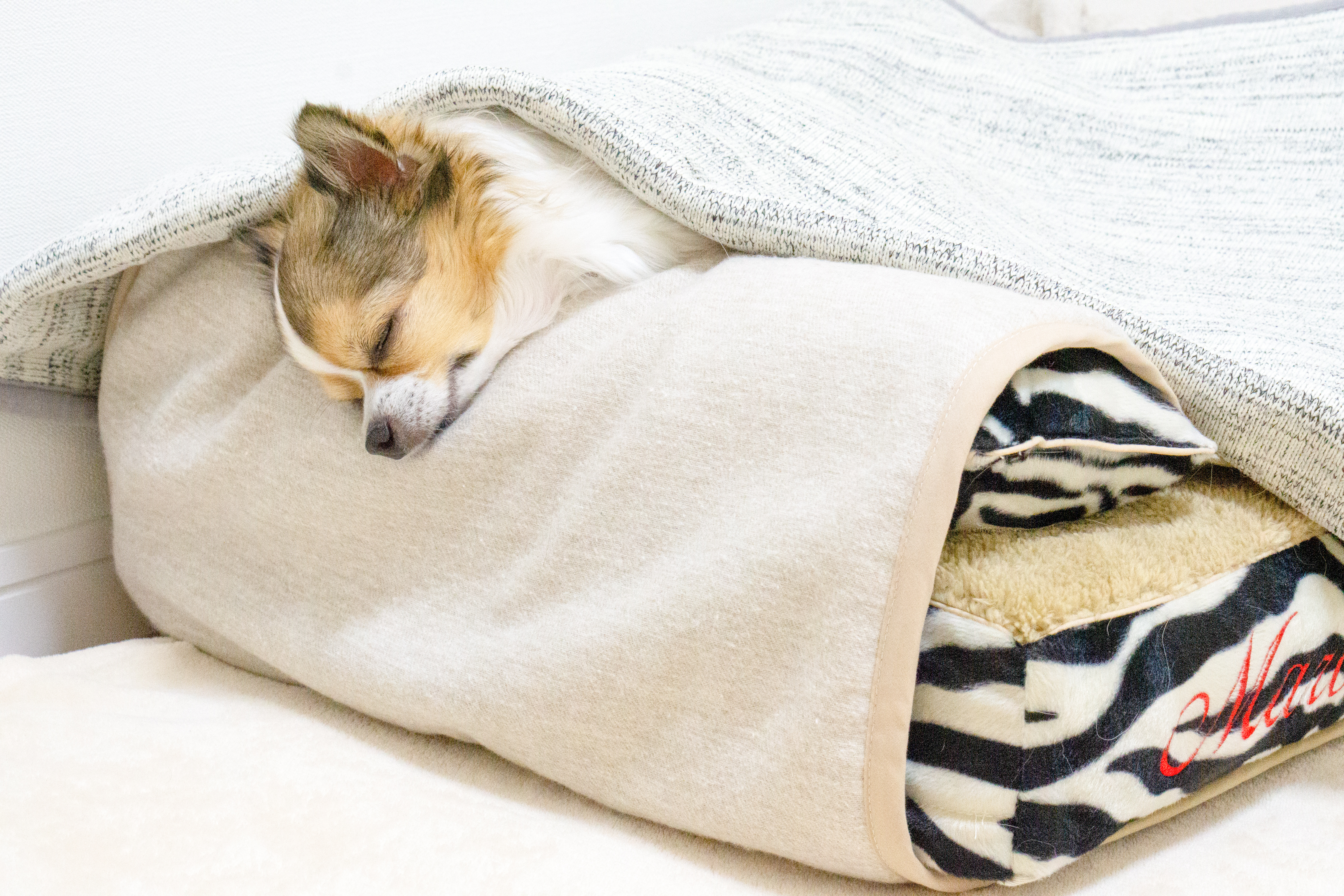 チワワ　犬の洗える日本製ベッド：ロイヤルベッド - アンベルソ