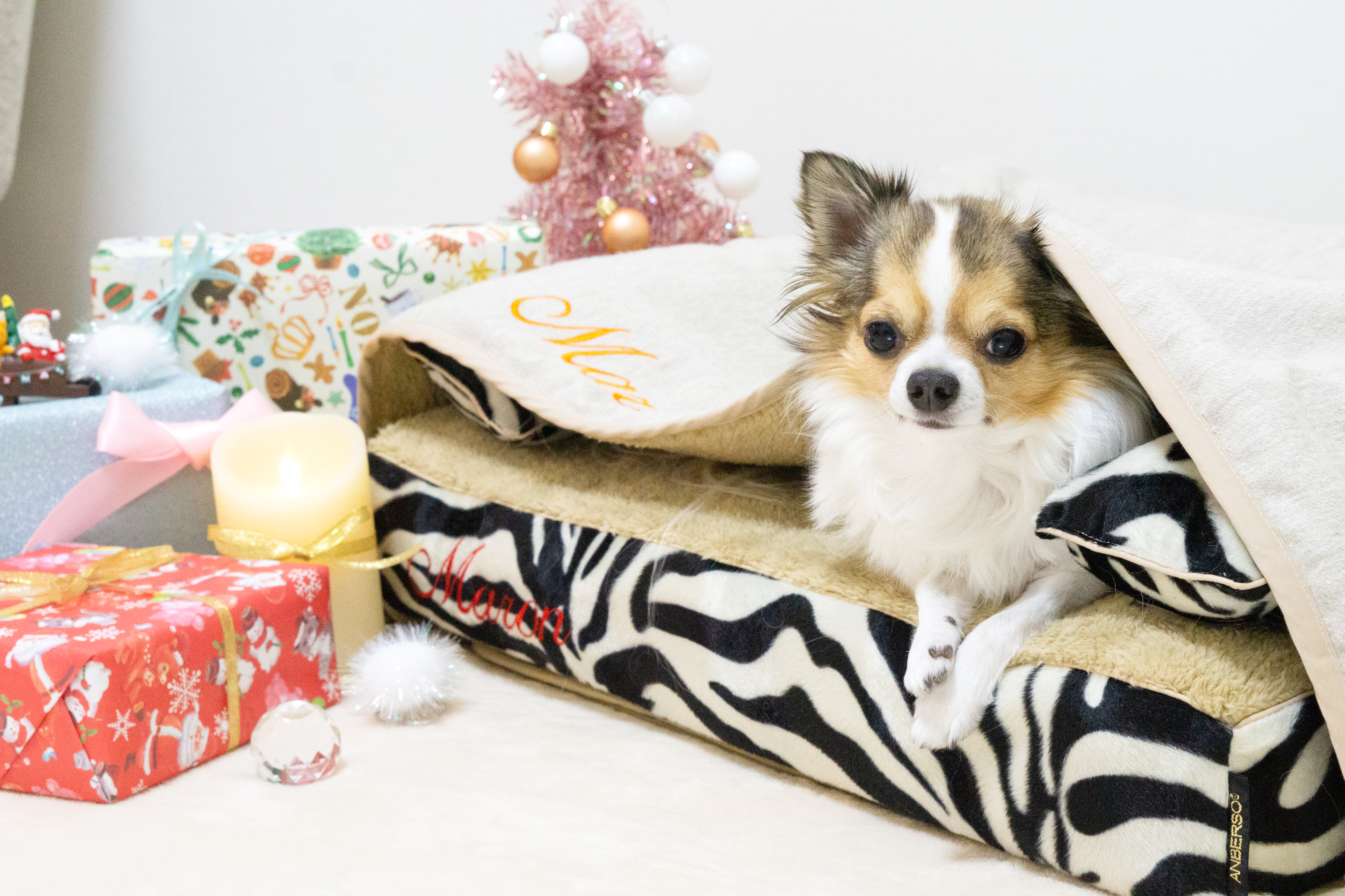 チワワ　犬の洗える日本製ベッド：ロイヤルベッド 、モグラー- アンベルソ