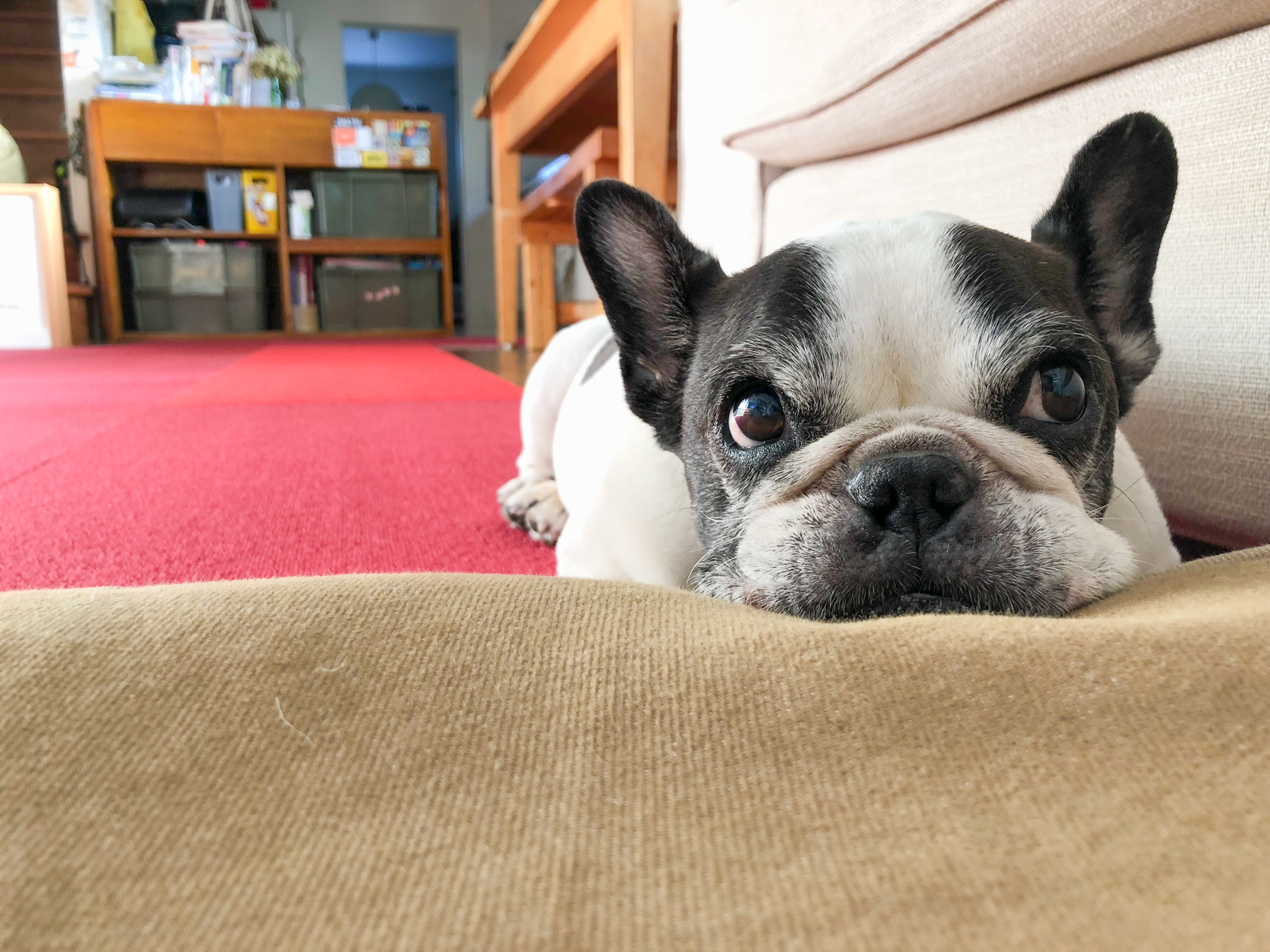 犬のホルモン系の病気で一番多い「クッシング症候群（副腎皮質機能亢進症）」について