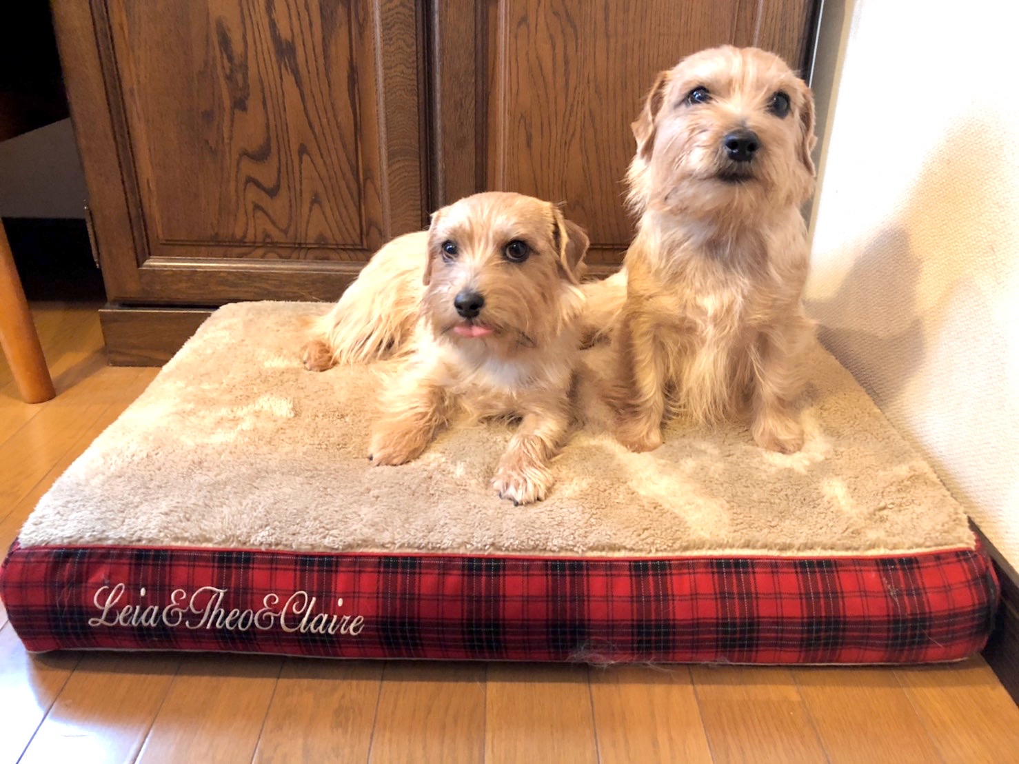 ノーフォークテリアの親子3頭　犬の洗える日本製ベッド：ロイヤルベッド - アンベルソ