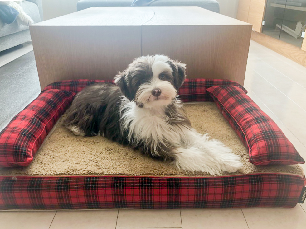 チャイニーズクレステッドドッグ　犬の洗える日本製ベッド：ロイヤルベッド - アンベルソ