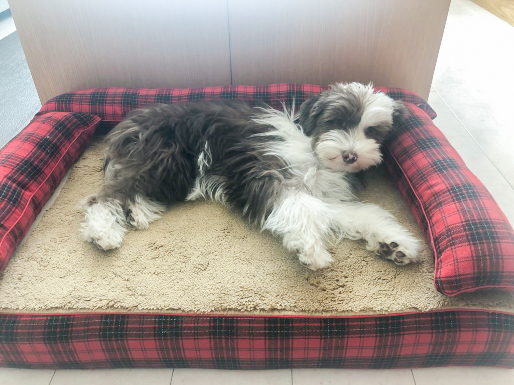 チャイニーズクレステッドドッグ　犬の洗える日本製ベッド：ロイヤルベッド - アンベルソ