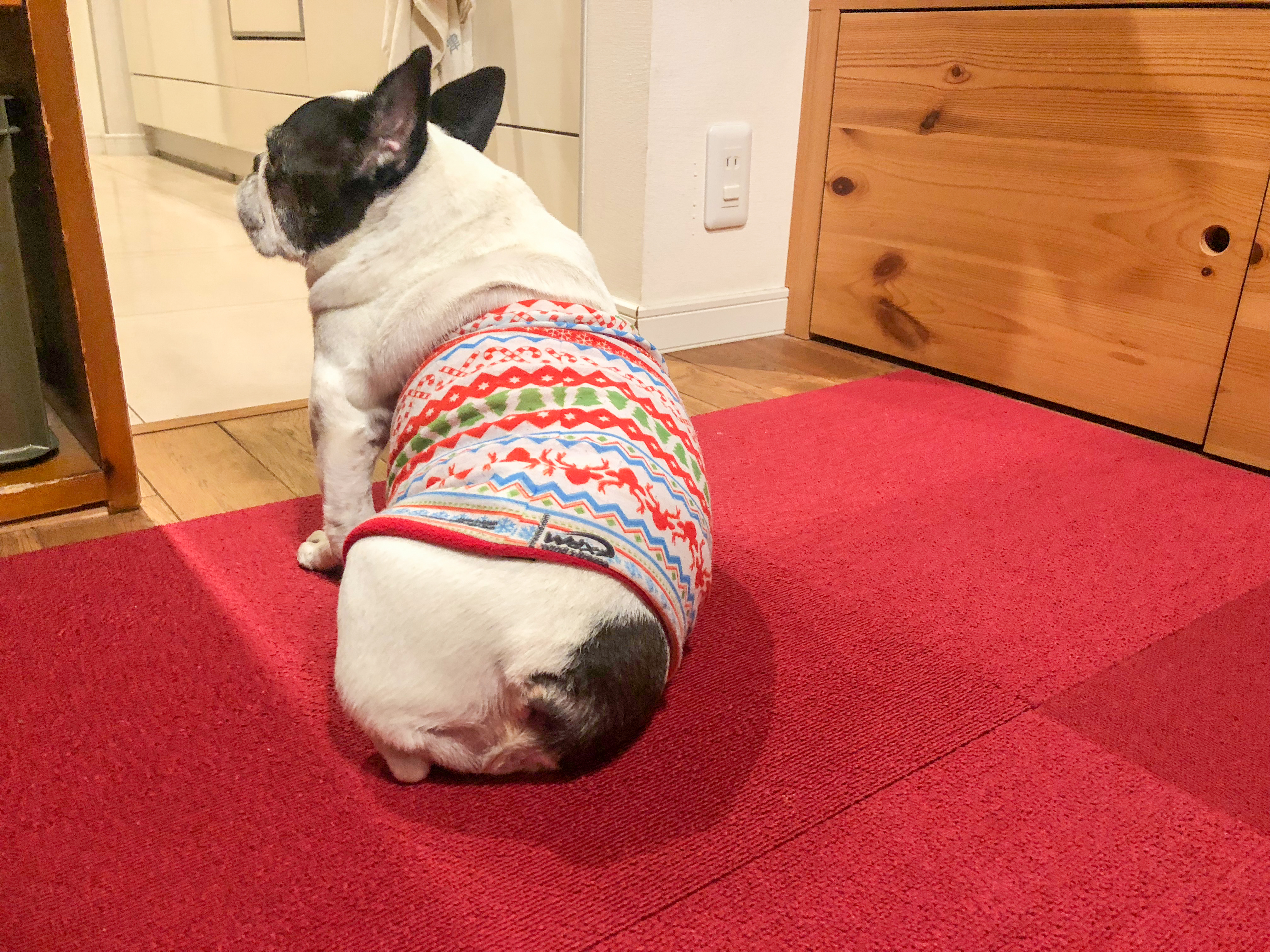 犬のおならについて