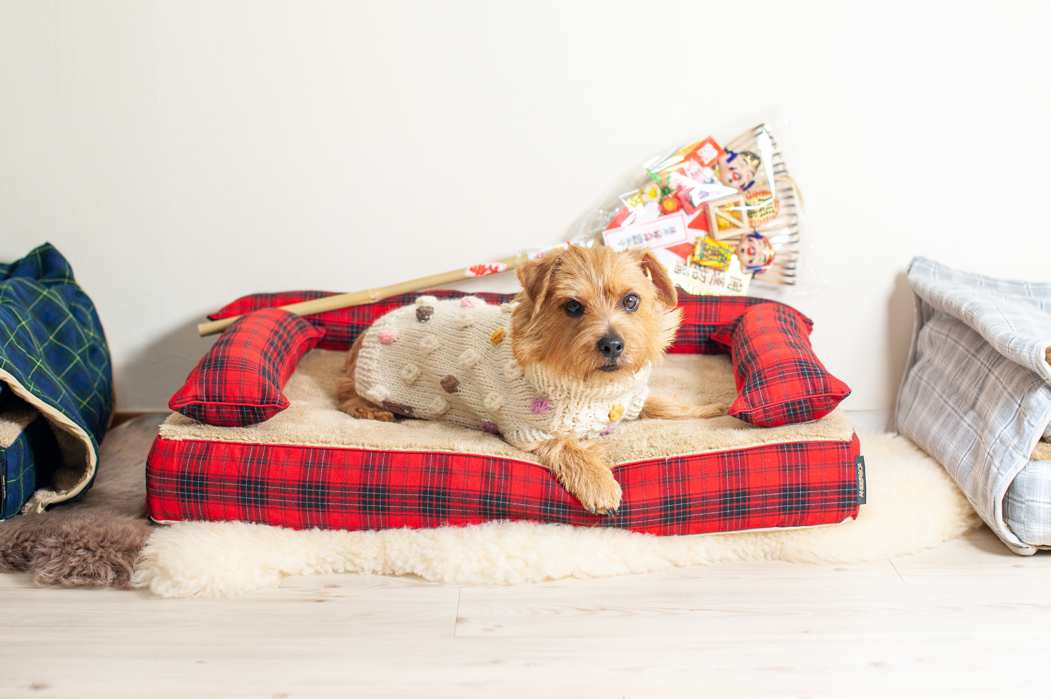 犬の洗える日本製ベッド：ロイヤルベッド - アンベルソ