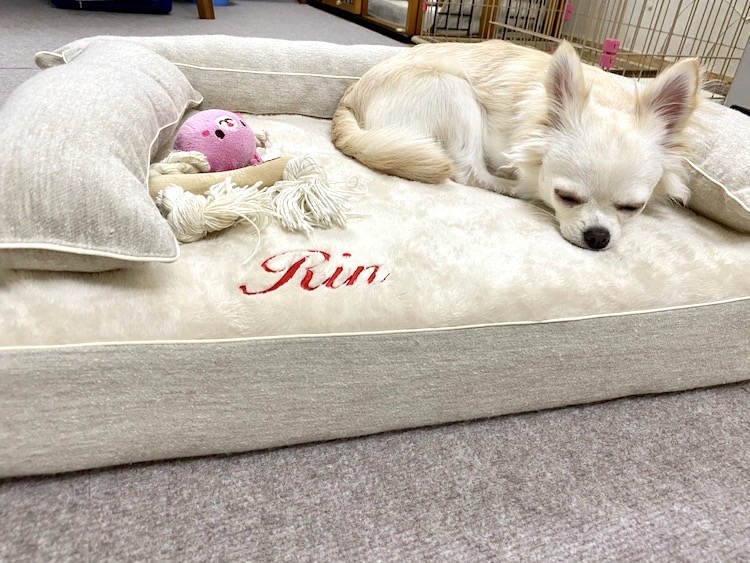 チワワのりんちゃん1歳
