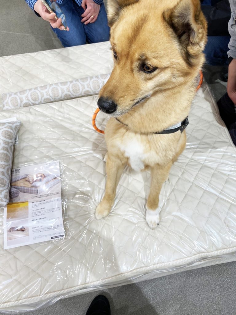 阪急ハロードッグフェスタ2020｜犬のベッド：アンベルソ