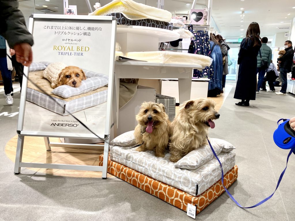 阪急ハロードッグフェスタ2020｜犬のベッド：アンベルソ