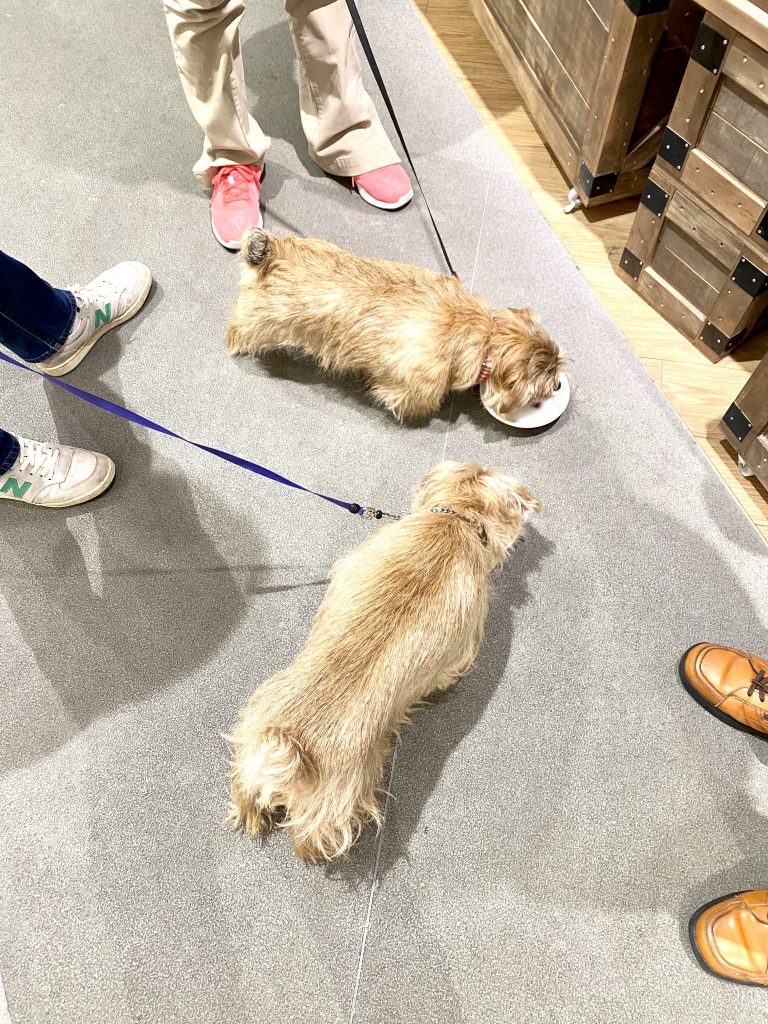 阪急ハロードッグフェスタ2020｜犬のベッド：アンベルソ