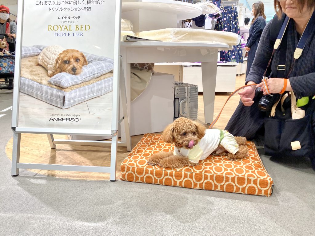 阪急ハロードッグフェスタ2020｜犬のベッド：アンベルソ