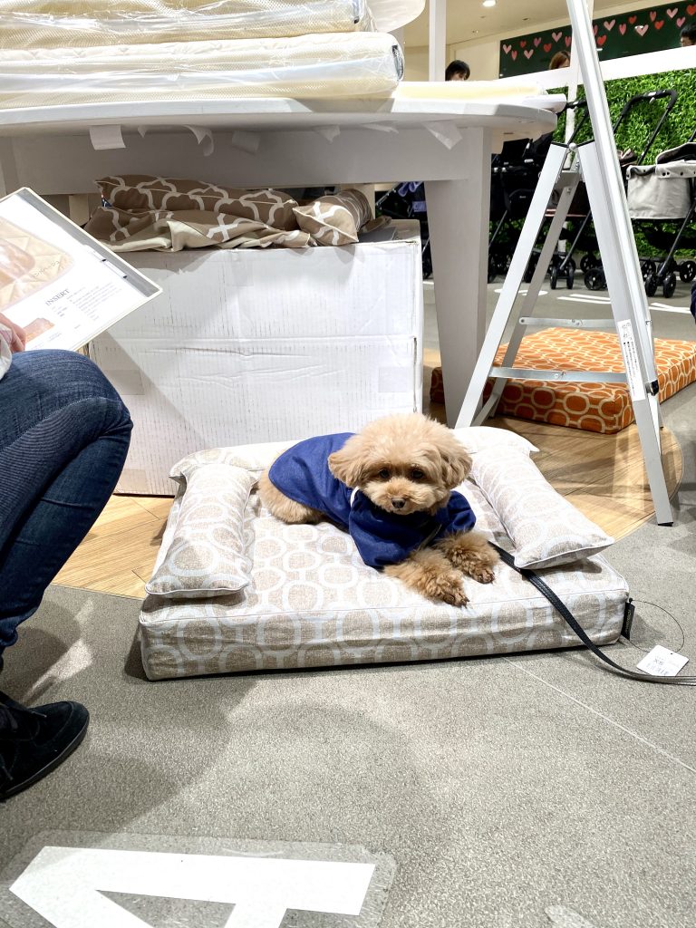 阪急ハロードッグフェスタ2020｜犬のベッド：アンベルソ