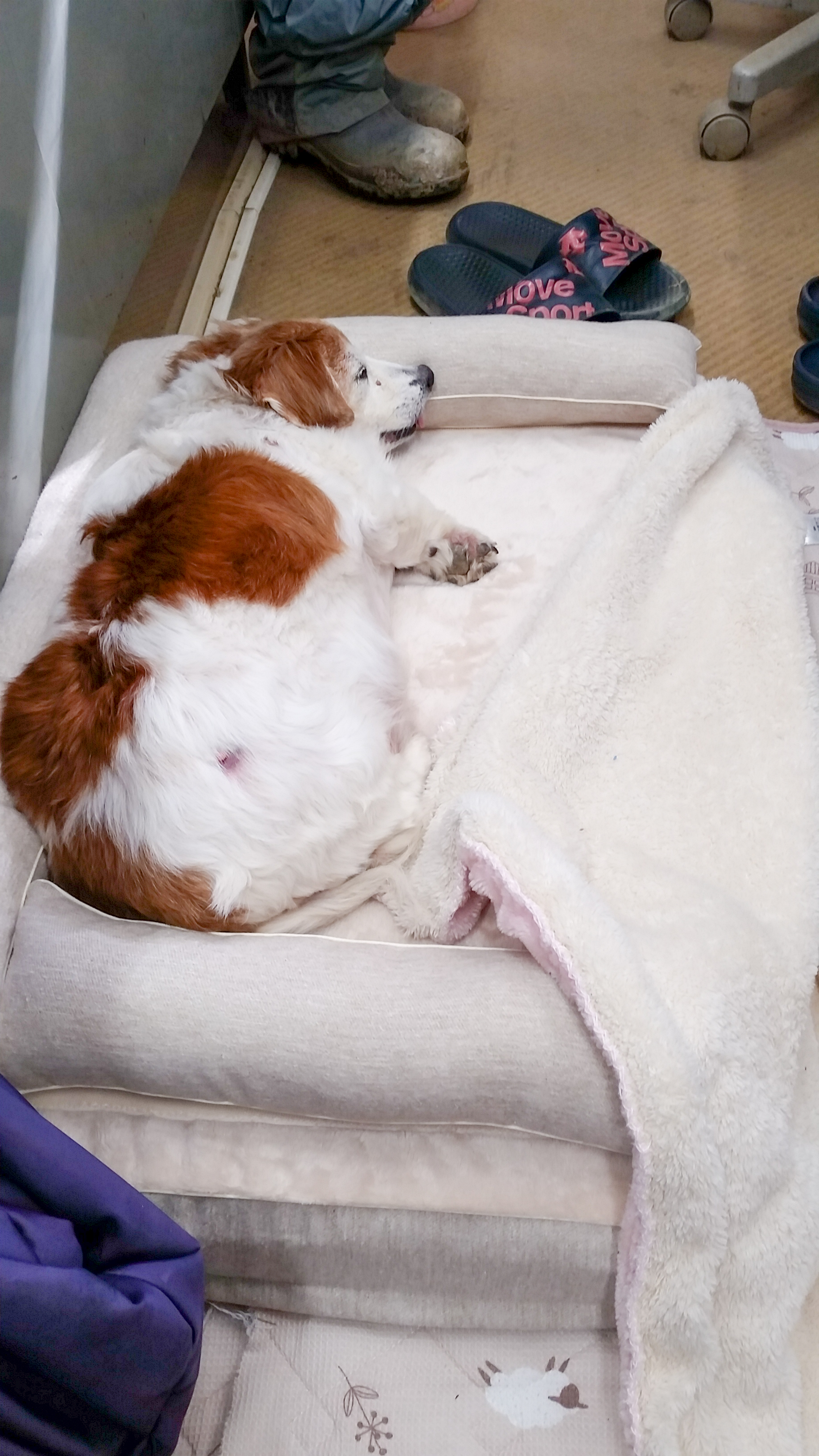 老犬のMダックスのもなちゃん16歳｜犬のベッド：アンベルソ
